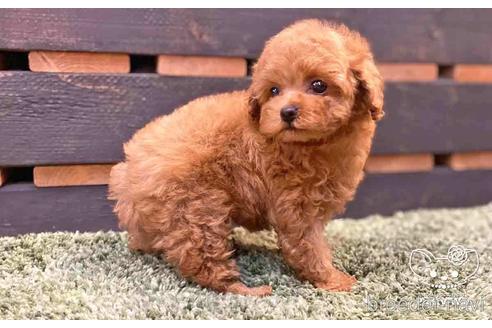 成約済の愛知県のトイプードル-143652の2枚目