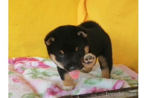 成約済の埼玉県の豆柴-143639の2枚目