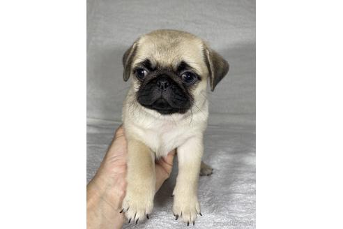 成約済の静岡県のミックス犬-143706