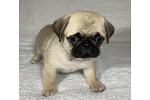 成約済の静岡県のミックス犬-143706の3枚目