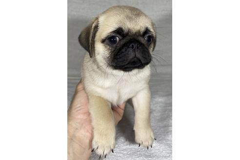 成約済の静岡県のミックス犬-143706の2枚目
