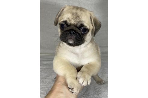 成約済の静岡県のミックス犬-143708の4枚目
