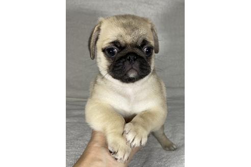 成約済の静岡県のミックス犬-143708の3枚目