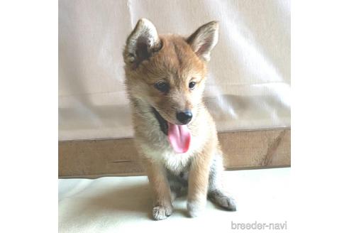 成約済の茨城県のミックス犬-137453の12枚目