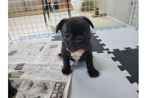 成約済の愛知県のフレンチブルドッグ-143715の4枚目