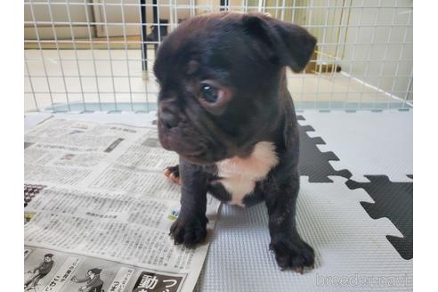 成約済の愛知県のフレンチブルドッグ-143715の3枚目