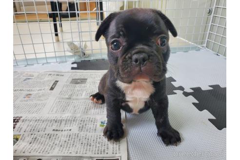 成約済の愛知県のフレンチブルドッグ-143715の2枚目