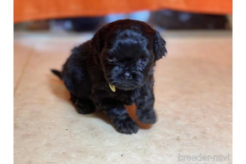 成約済の神奈川県のミックス犬-143717の2枚目