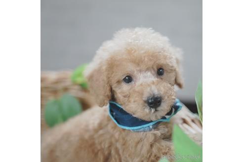 成約済の愛媛県のトイプードル-143740