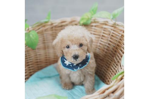 成約済の愛媛県のトイプードル-143740の2枚目