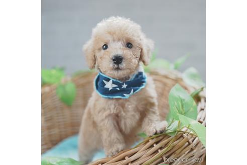 成約済の愛媛県のトイプードル-143740の3枚目