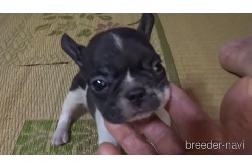 成約済の佐賀県のフレンチブルドッグ-143773