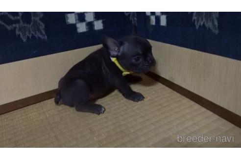 成約済の佐賀県のフレンチブルドッグ-143775の2枚目