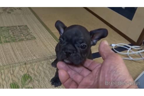 成約済の佐賀県のフレンチブルドッグ-143776の2枚目