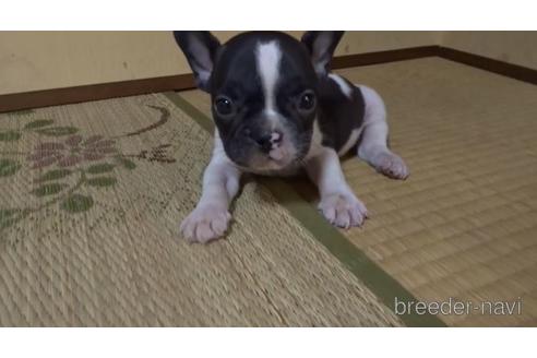 成約済の佐賀県のフレンチブルドッグ-143778の1枚目