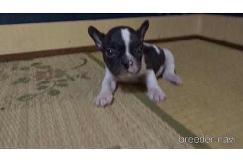成約済の佐賀県のフレンチブルドッグ-143778の2枚目