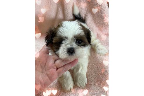 成約済の愛媛県のシーズー-143779の1枚目