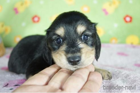 成約済の兵庫県のミニチュアダックスフンド(ロングヘアード)-143801の3枚目