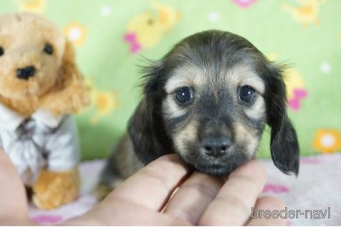 成約済の兵庫県のカニンヘンダックスフンド(ロングヘアード)-143803の1枚目