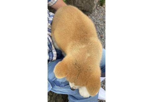 成約済の群馬県の秋田犬-143813の3枚目