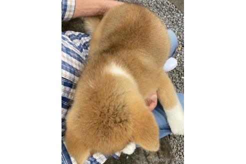 成約済の群馬県の秋田犬-143814の3枚目