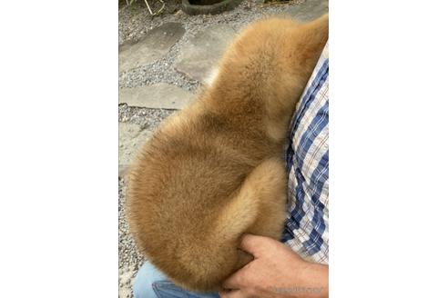 成約済の群馬県の秋田犬-143814の2枚目