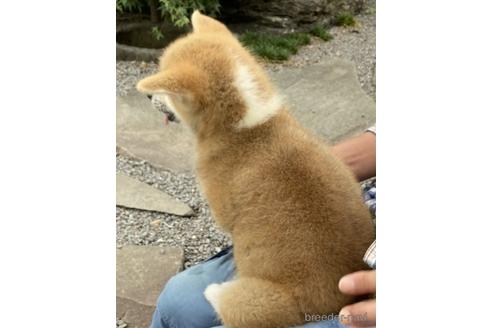 成約済の群馬県の秋田犬-143815の3枚目