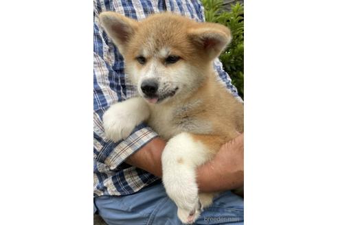 成約済の群馬県の秋田犬-143815の1枚目