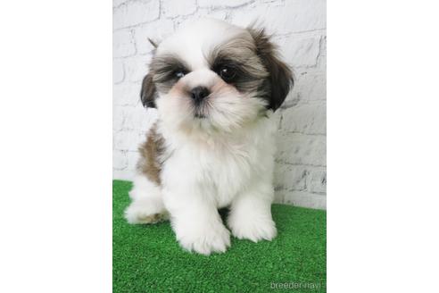 成約済の大阪府のシーズー-141118の1枚目