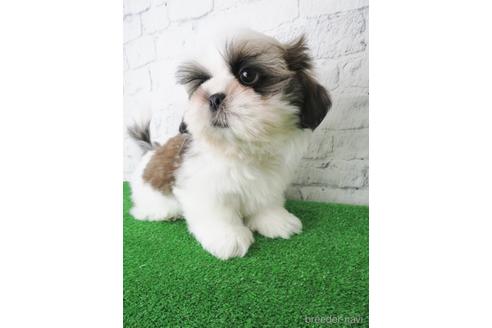 成約済の大阪府のシーズー-141118の5枚目