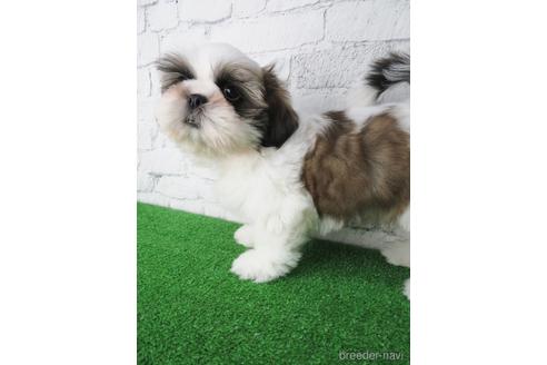 成約済の大阪府のシーズー-141118の4枚目