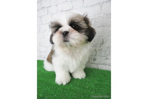 成約済の大阪府のシーズー-141118の3枚目