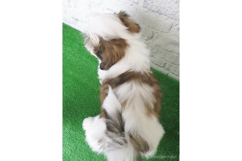 成約済の大阪府のシーズー-141118の2枚目