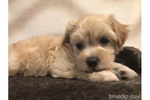 子犬