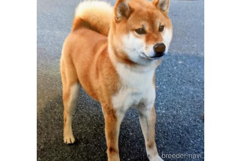 成約済の三重県の柴犬-143879の4枚目