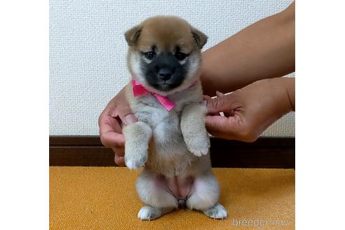 成約済の三重県の柴犬-143884の5枚目