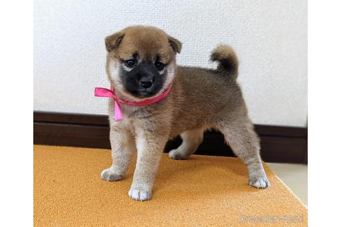 成約済の三重県の柴犬-143884の4枚目