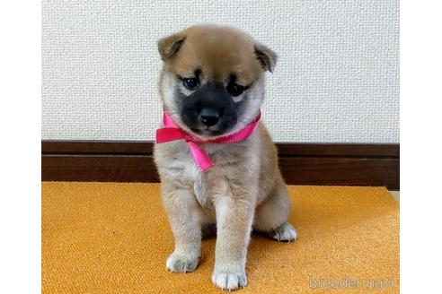 成約済の三重県の柴犬-143884の3枚目