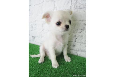 成約済の大阪府のチワワ(ロングコート)-142569の1枚目