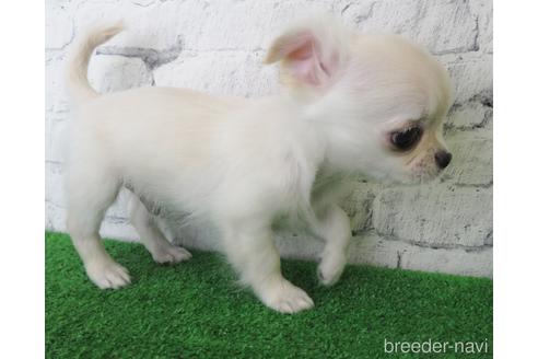 成約済の大阪府のチワワ(ロングコート)-142569の4枚目