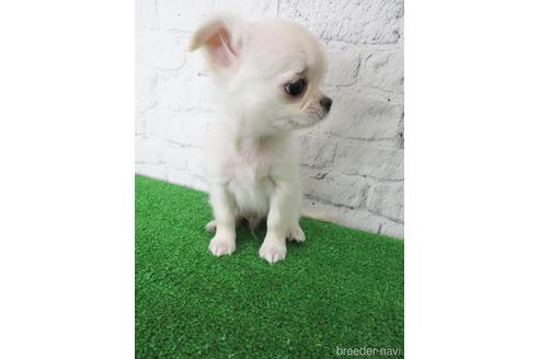 成約済の大阪府のチワワ(ロングコート)-142569の3枚目