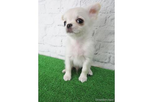 成約済の大阪府のチワワ(ロングコート)-142569の2枚目