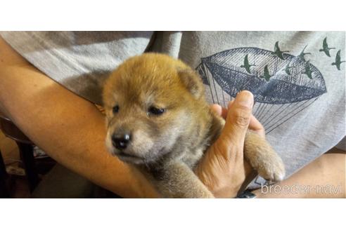 成約済の岐阜県の柴犬-143895の14枚目