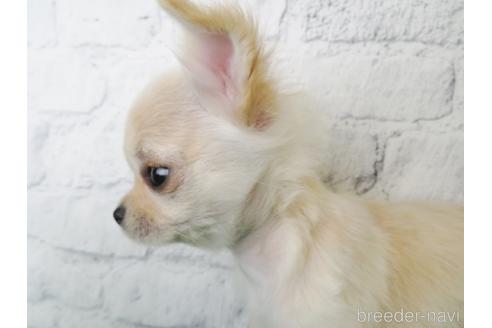 成約済の大阪府のチワワ(ロングコート)-142572の5枚目