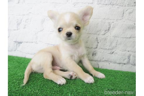 成約済の大阪府のチワワ(ロングコート)-142572の4枚目