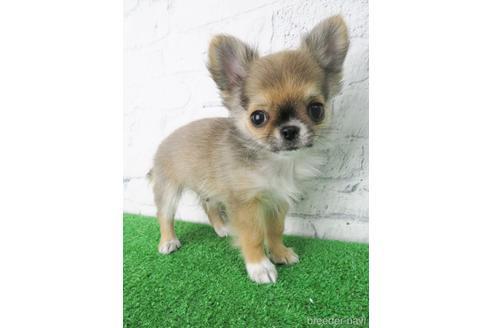 成約済の大阪府のチワワ(ロングコート)-142577の1枚目