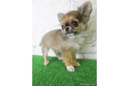 成約済の大阪府のチワワ(ロングコート)-142577の5枚目