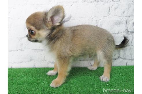 成約済の大阪府のチワワ(ロングコート)-142577の4枚目