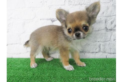 成約済の大阪府のチワワ(ロングコート)-142577の3枚目