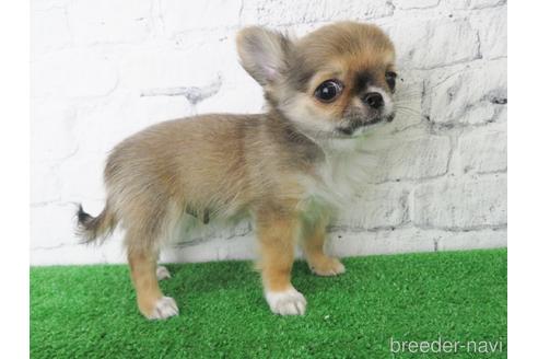 成約済の大阪府のチワワ(ロングコート)-142577の2枚目